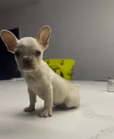 Snow, a male French Bulldog for sale in Las Cruces, NM – 1 of 8