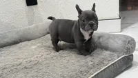 Bruno, a male French Bulldog for sale in Las Cruces, NM – 7 of 10