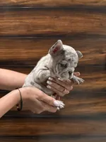 Channel , a female French Bulldog for sale in Las Cruces, NM – 3 of 4