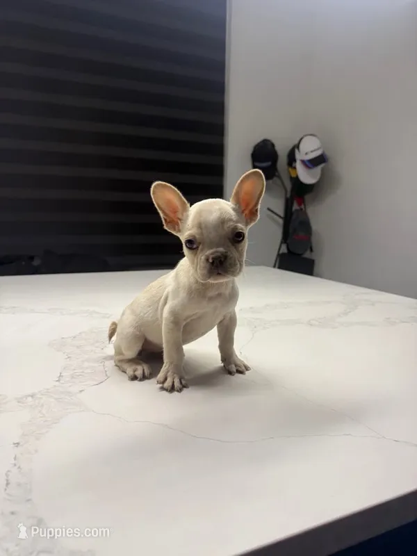 Snow – French Bulldog puppy for sale in Las Cruces, NM