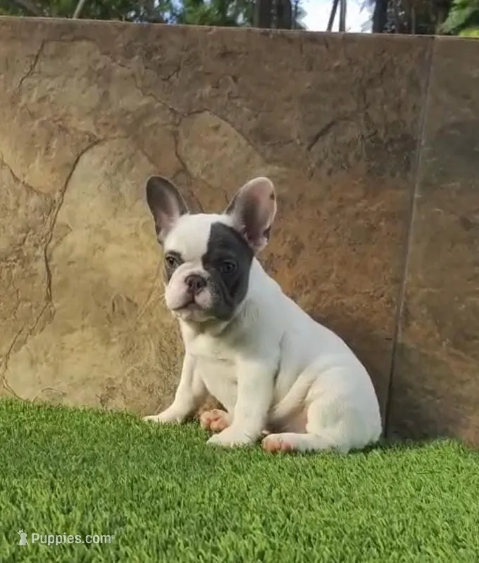 Cookie, a female French Bulldog for sale in Las Cruces, NM – 1 of 3