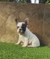 Cookie, a female French Bulldog for sale in Las Cruces, NM – 1 of 3