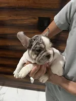 Bruno, a male French Bulldog for sale in Las Cruces, NM – 5 of 6
