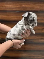Bruno , a male French Bulldog for sale in Las Cruces, NM – 3 of 5