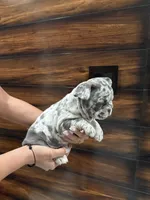Bruno , a male French Bulldog for sale in Las Cruces, NM – 2 of 5