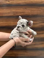 Channel , a female French Bulldog for sale in Las Cruces, NM – 4 of 4