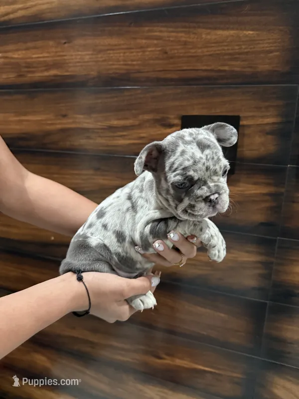 Bruno  – French Bulldog puppy for sale in Las Cruces, NM