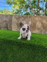 Amanda, a female French Bulldog for sale in Las Cruces, NM – 3 of 3