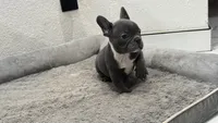 Bruno, a male French Bulldog for sale in Las Cruces, NM – 10 of 10