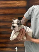 Bruno, a male French Bulldog for sale in Las Cruces, NM – 3 of 6