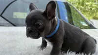 Bruno, a male French Bulldog for sale in Las Cruces, NM – 8 of 10