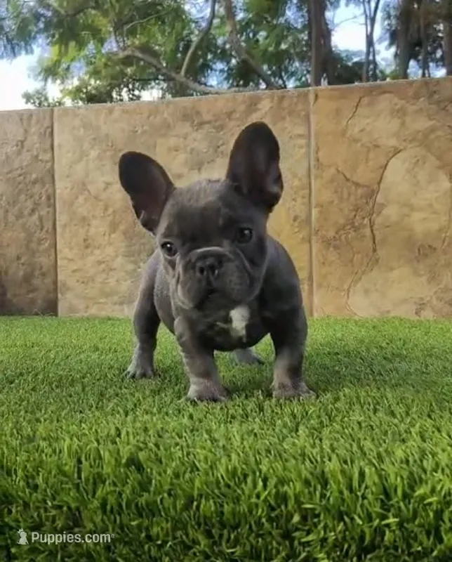 Cookie – French Bulldog puppy for sale in Las Cruces, NM