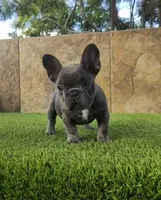 Cookie, a female French Bulldog for sale in Las Cruces, NM – 1 of 4