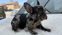 Diamond, a female French Bulldog for sale in Las Cruces, NM – 1 of 8
