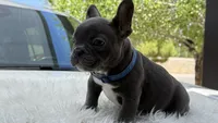 Bruno, a male French Bulldog for sale in Las Cruces, NM – 2 of 10