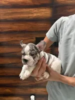 Bruno, a male French Bulldog for sale in Las Cruces, NM – 4 of 6