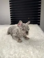Hercules, a female French Bulldog for sale in Las Cruces, NM – 4 of 5