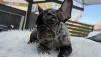 Diamond, a female French Bulldog for sale in Las Cruces, NM – 5 of 8
