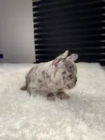 Hercules, a female French Bulldog for sale in Las Cruces, NM – 3 of 5