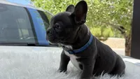 Bruno, a male French Bulldog for sale in Las Cruces, NM – 9 of 10
