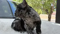 Diamond, a female French Bulldog for sale in Las Cruces, NM – 6 of 8