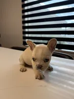 Snow, a male French Bulldog for sale in Las Cruces, NM – 3 of 8