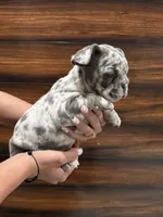 Bruno , a male French Bulldog for sale in Las Cruces, NM – 4 of 5