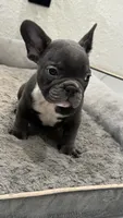 Bruno, a male French Bulldog for sale in Las Cruces, NM – 3 of 10