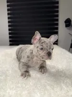 Hercules, a female French Bulldog for sale in Las Cruces, NM – 2 of 5