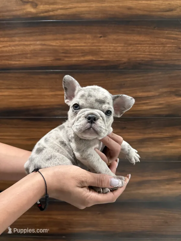 Channel  – French Bulldog puppy for sale in Las Cruces, NM