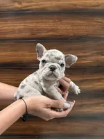 Channel , a female French Bulldog for sale in Las Cruces, NM – 1 of 4