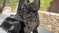 Diamond, a female French Bulldog for sale in Las Cruces, NM – 4 of 8