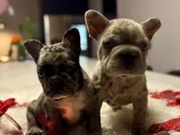 Thor, a male French Bulldog for sale in Las Cruces, NM – Photo 4 of 10