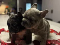 Thor, a male French Bulldog for sale in Las Cruces, NM – Photo 5 of 10