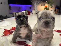 Thor, a male French Bulldog for sale in Las Cruces, NM – Photo 9 of 10