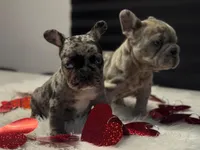 Thor, a male French Bulldog for sale in Las Cruces, NM – Photo 3 of 10