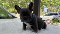 Bruno, a male French Bulldog for sale in Las Cruces, NM – 4 of 10