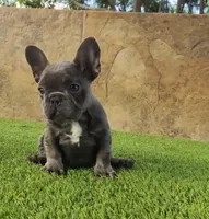 Cookie, a female French Bulldog for sale in Las Cruces, NM – 3 of 4