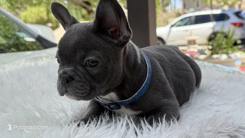 Bruno, a male French Bulldog for sale in Las Cruces, NM – 1 of 10