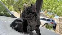 Diamond, a female French Bulldog for sale in Las Cruces, NM – 3 of 8