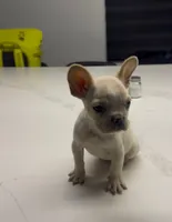 Snow, a male French Bulldog for sale in Las Cruces, NM – 6 of 8