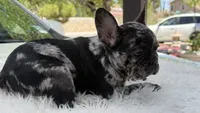 Diamond, a female French Bulldog for sale in Las Cruces, NM – 2 of 8