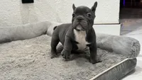 Bruno, a male French Bulldog for sale in Las Cruces, NM – 5 of 10