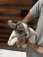 Bruno, a male French Bulldog for sale in Las Cruces, NM – 6 of 6