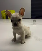 Snow, a female French Bulldog for sale in Las Cruces, NM – 6 of 10