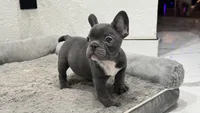 Bruno, a male French Bulldog for sale in Las Cruces, NM – 6 of 10