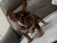 Gucci, a female French Bulldog for sale in Las Cruces, NM – Photo 2 of 10