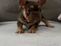 Gucci, a female French Bulldog for sale in Las Cruces, NM – Photo 4 of 10