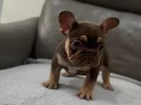 Gucci, a female French Bulldog for sale in Las Cruces, NM – Photo 9 of 10