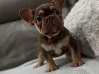 Gucci, a female French Bulldog for sale in Las Cruces, NM – Photo 1 of 10